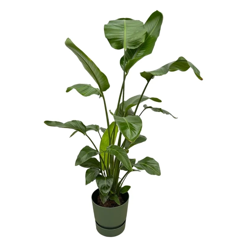 Strelitzia Nicolai 160cm mit Topf – Weißer Paradiesvogel für Ihr Zuhause