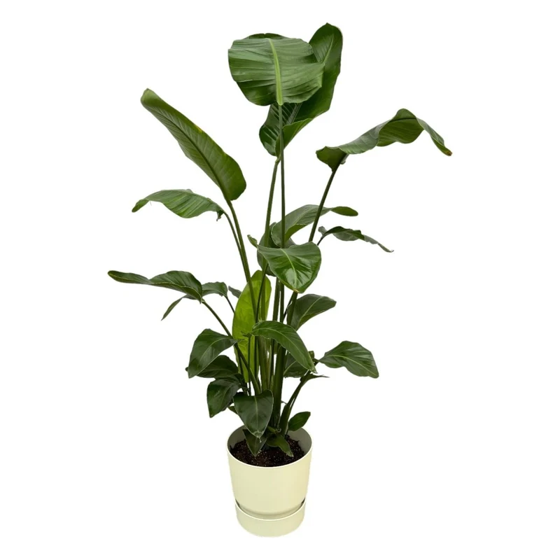 Strelitzia Nicolai 160cm mit Topf – Weißer Paradiesvogel für Ihr Zuhause