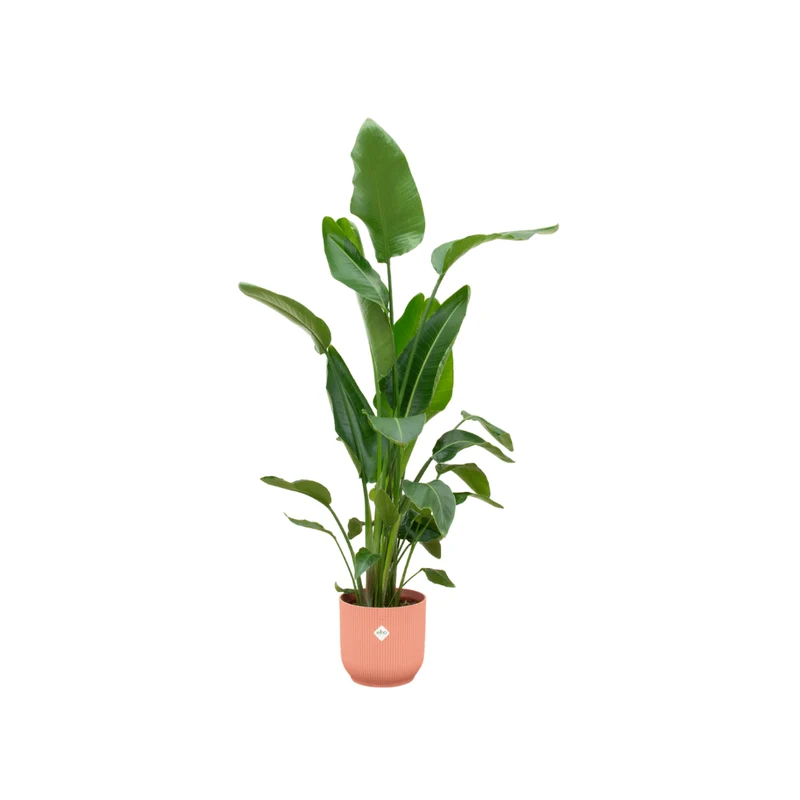 Strelitzia Nicolai 160cm mit Topf – Weißer Paradiesvogel für Ihr Zuhause