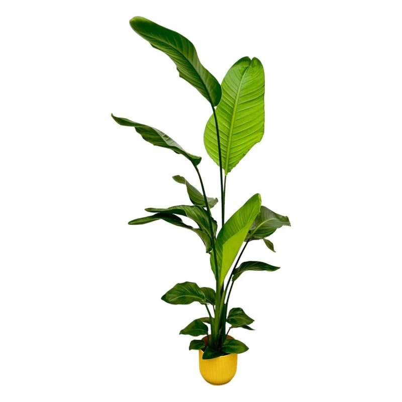 Strelitzia Nicolai mit elho Vibes Fold Round - 130 cm - Ø 18 cm