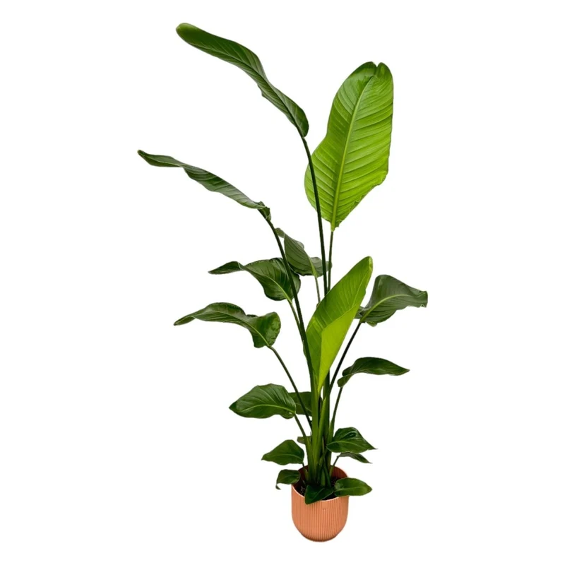 Strelitzia Nicolai mit elho Vibes Fold Round - 130 cm - Ø 18 cm