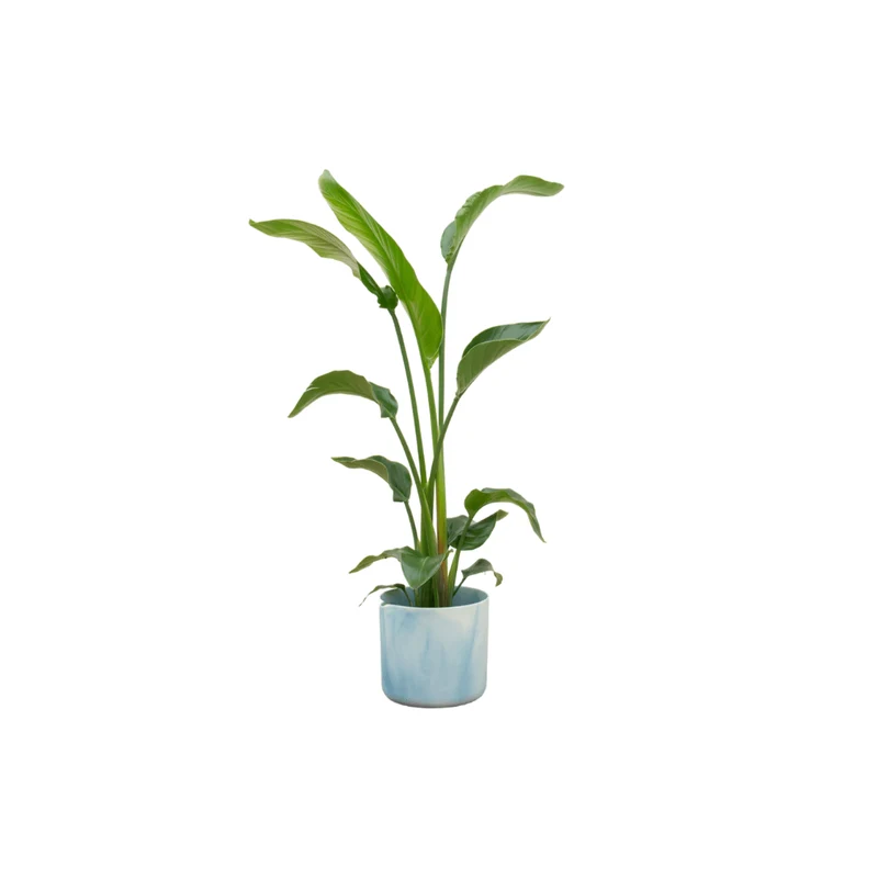 Strelitzia Nicolai 100cm mit Topf – Weißer Paradiesvogel für Ihr Zuhause