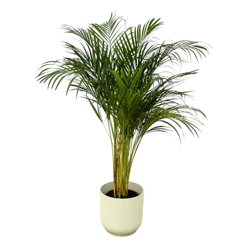 Areca-Palme 85 cm mit Topf – Goldfruchtpalme für gesunde Raumluft