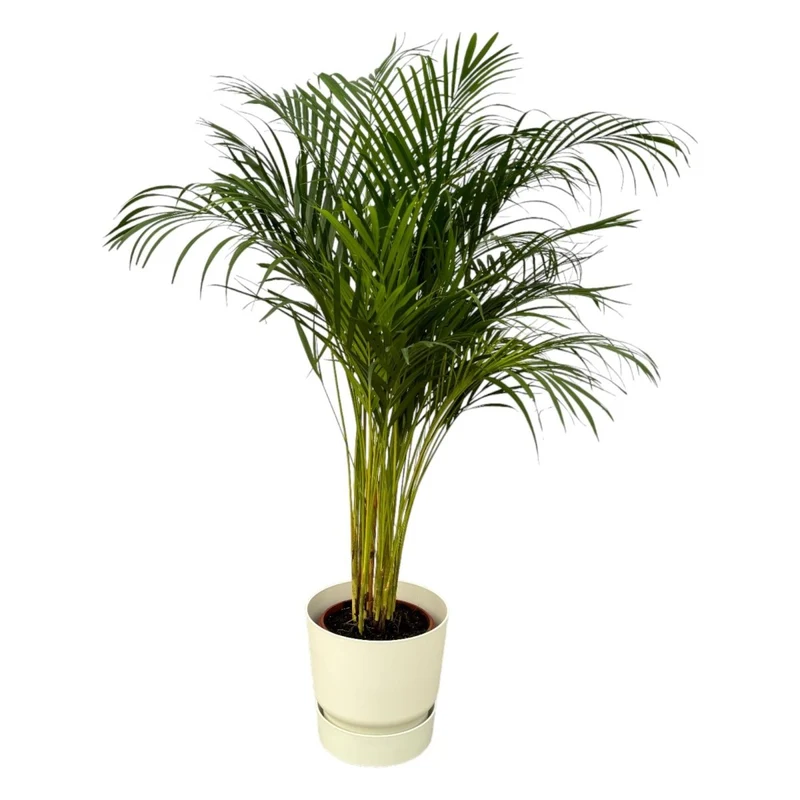 Areca-Palme 85 cm mit Topf – Goldfruchtpalme für gesunde Raumluft