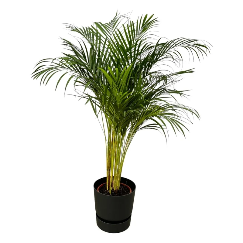 Areca-Palme 85 cm mit Topf – Goldfruchtpalme für gesunde Raumluft