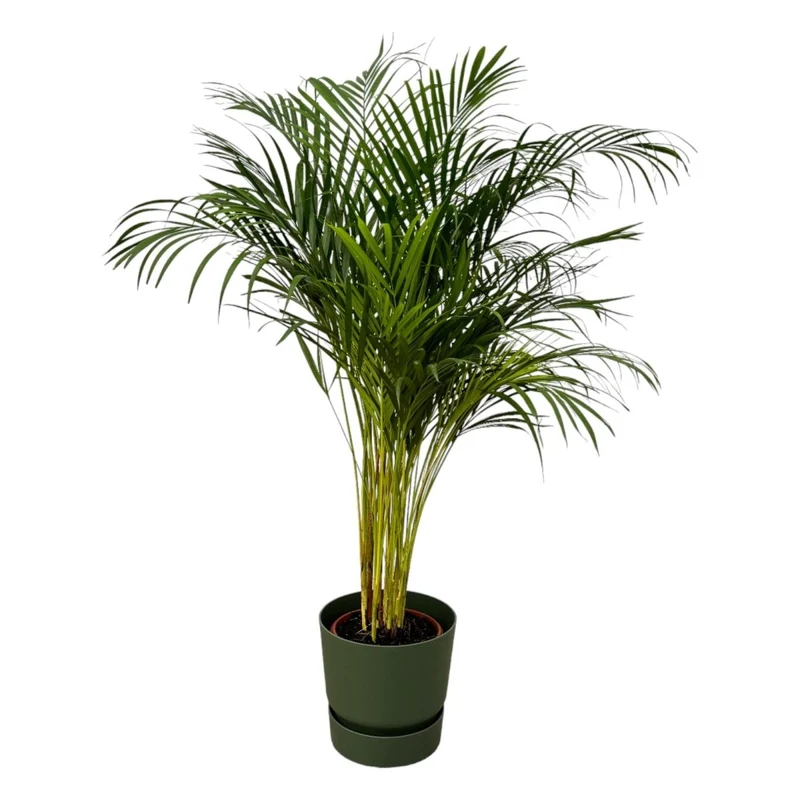 Areca-Palme 85 cm mit Topf – Goldfruchtpalme für gesunde Raumluft