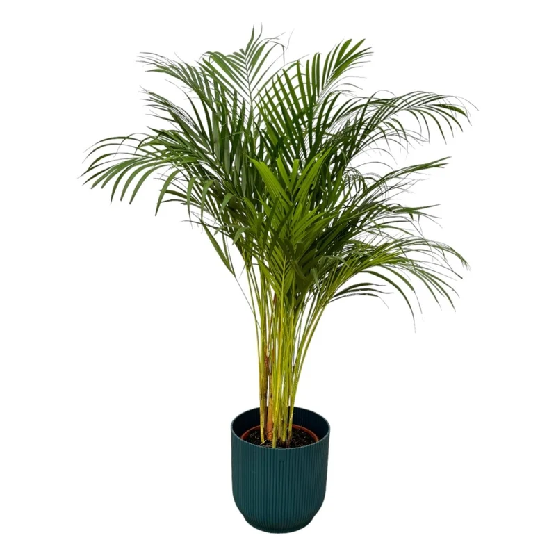 Areca-Palme 85 cm mit Topf – Goldfruchtpalme für gesunde Raumluft