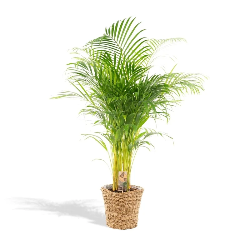 Areca-Palme 110cm mit Topf – Goldfruchtpalme für gesunde Raumluft