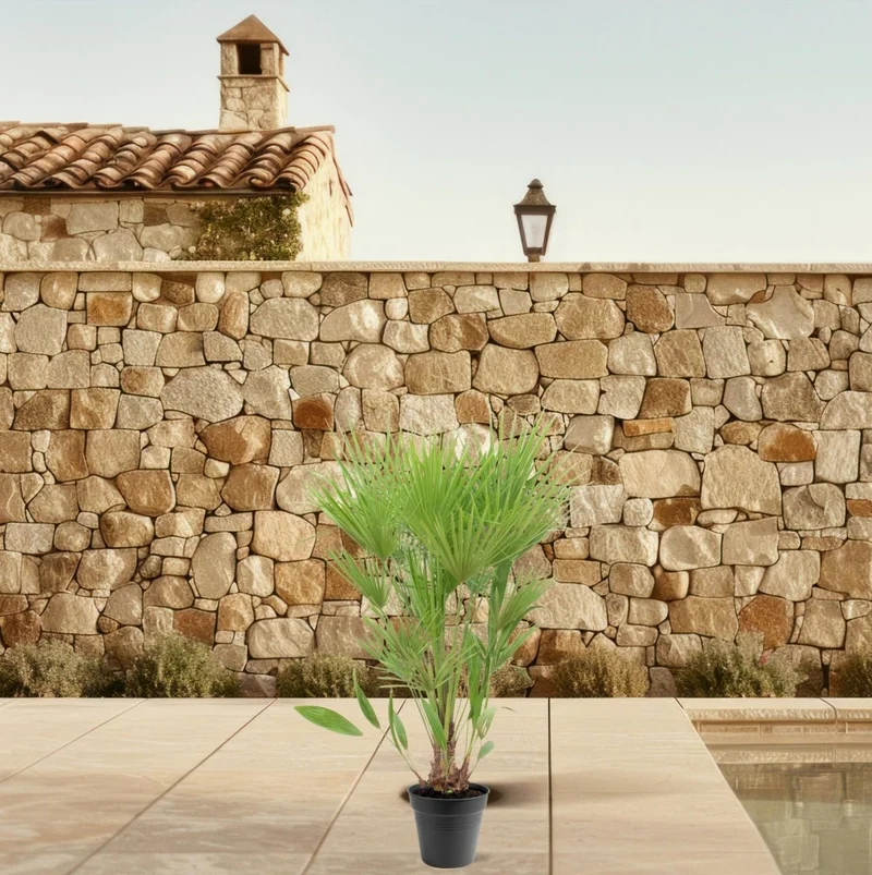 Chamaerops humilis kaufen – Europäische Zwergpalme, winterhart bis –12 °C