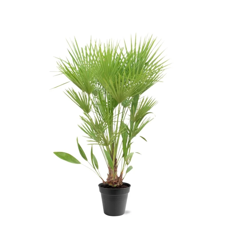 Chamaerops humilis kaufen – Europäische Zwergpalme, winterhart bis –12 °C