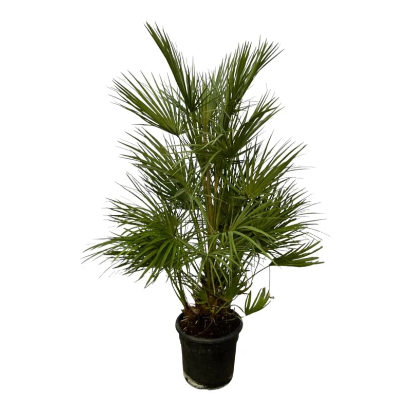 Chamaerops humilis kaufen – Europäische Zwergpalme, winterhart bis –12 °C
