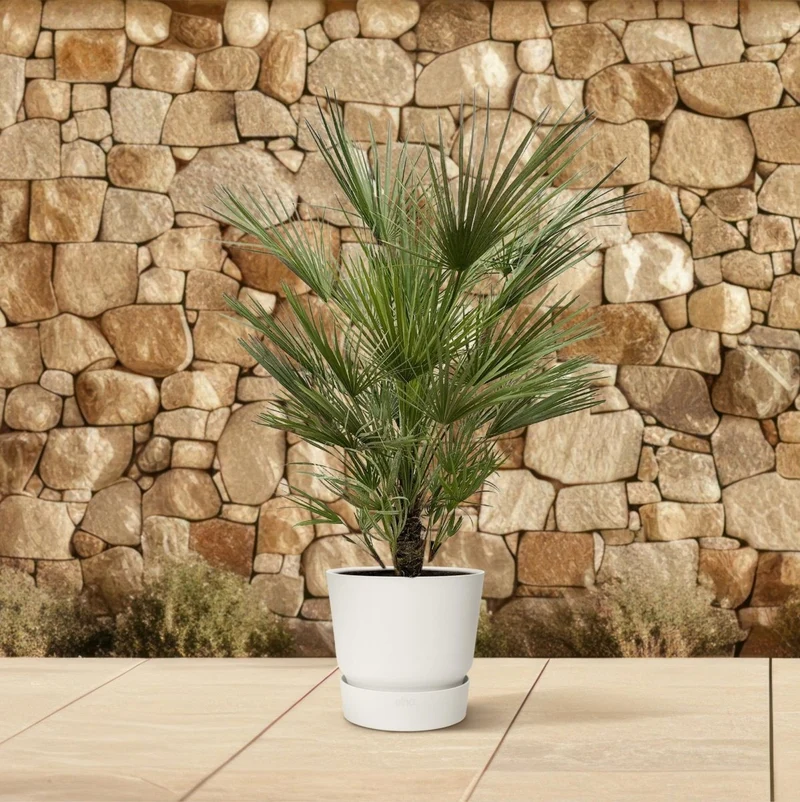 Chamaerops humilis kaufen – Europäische Zwergpalme, winterhart bis –12 °C