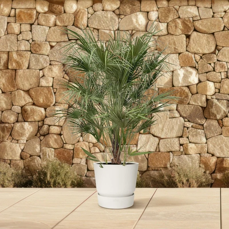 Chamaerops humilis kaufen – Europäische Zwergpalme, winterhart bis –12 °C