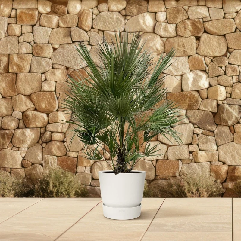 Chamaerops humilis kaufen – Europäische Zwergpalme, winterhart bis –12 °C