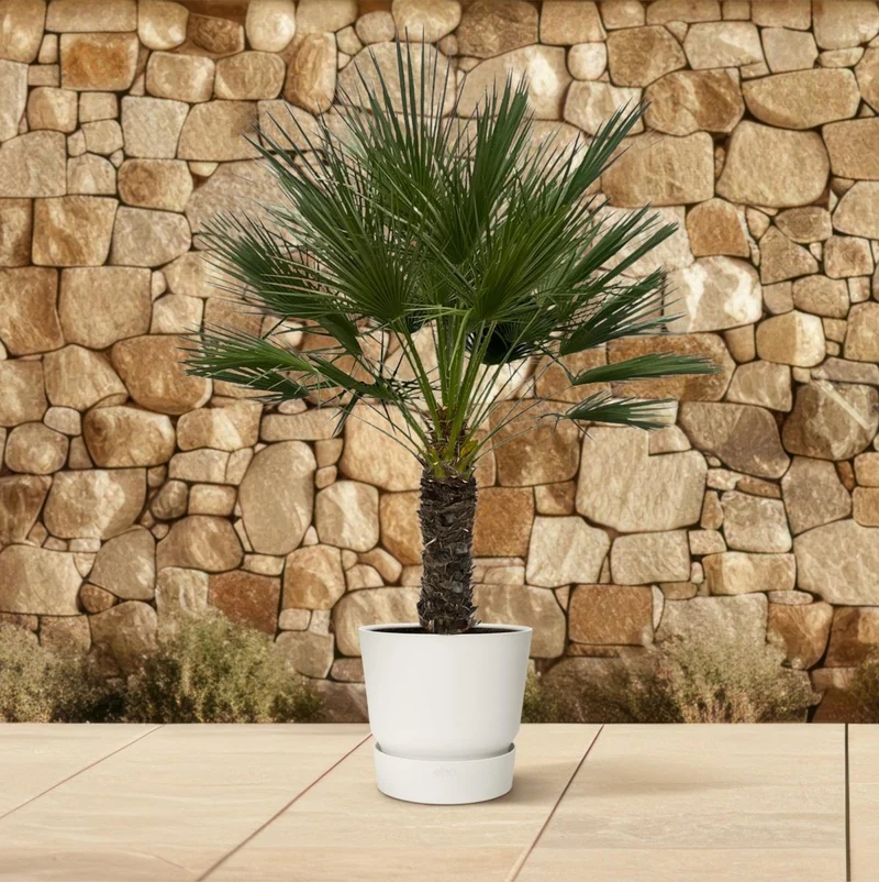 Chamaerops humilis kaufen – Europäische Zwergpalme, winterhart bis –12 °C