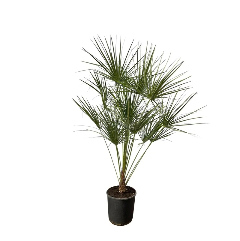 Chamaerops humilis kaufen – Europäische Zwergpalme, winterhart bis –12 °C