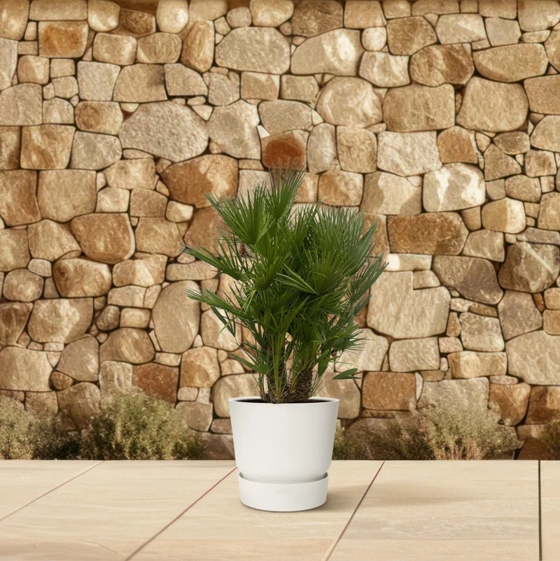 Chamaerops humilis kaufen – Europäische Zwergpalme, winterhart bis –12 °C