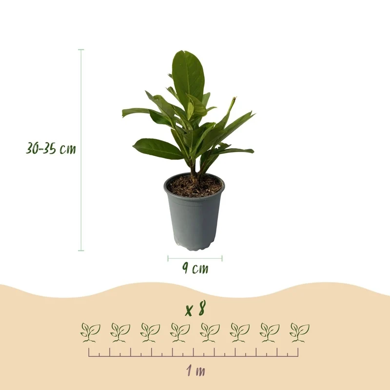 Heckenpflanzen - Prunus laurocerasus Rotundifolia - 8 Pflanzen - 1 laufender Meter - immergrün - Topf 9cm Höhe 30-35cm