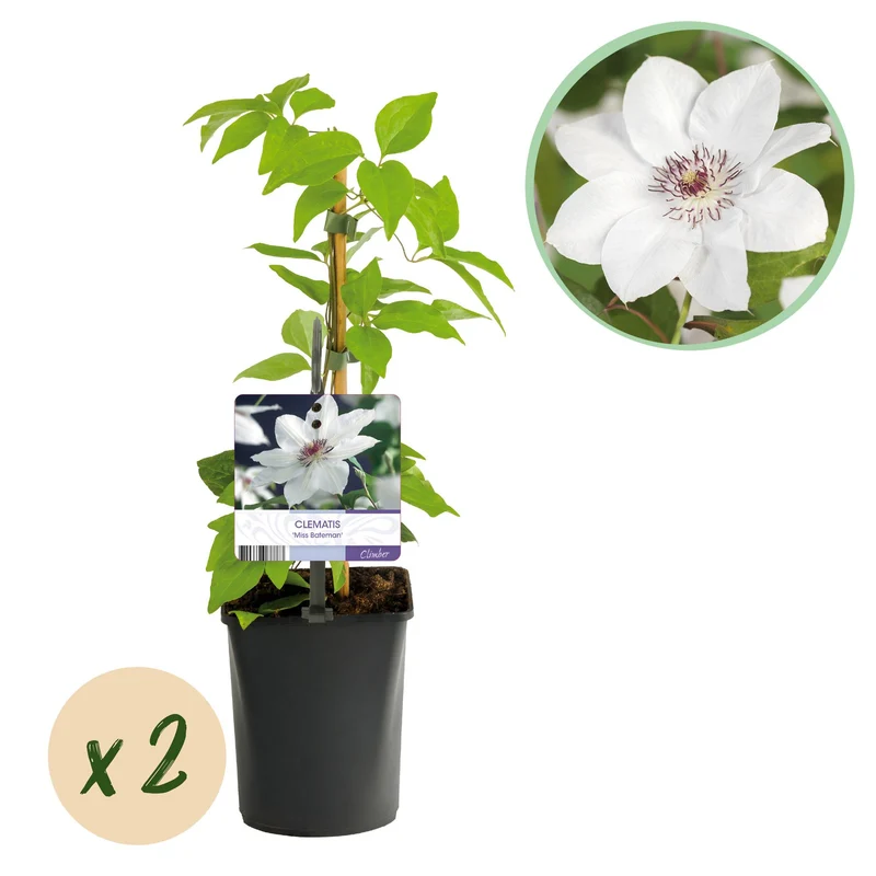 Kletterpflanze - Clematis Miss Bateman - Blüte Weiß - Wenig Pflege - 2 Pflanzen - Topf 11cm Höhe 40cm