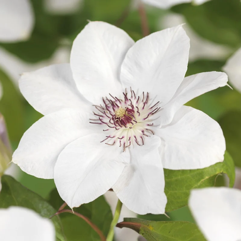 Kletterpflanze - Clematis Miss Bateman - Blüte Weiß - Wenig Pflege - 2 Pflanzen - Topf 11cm Höhe 40cm