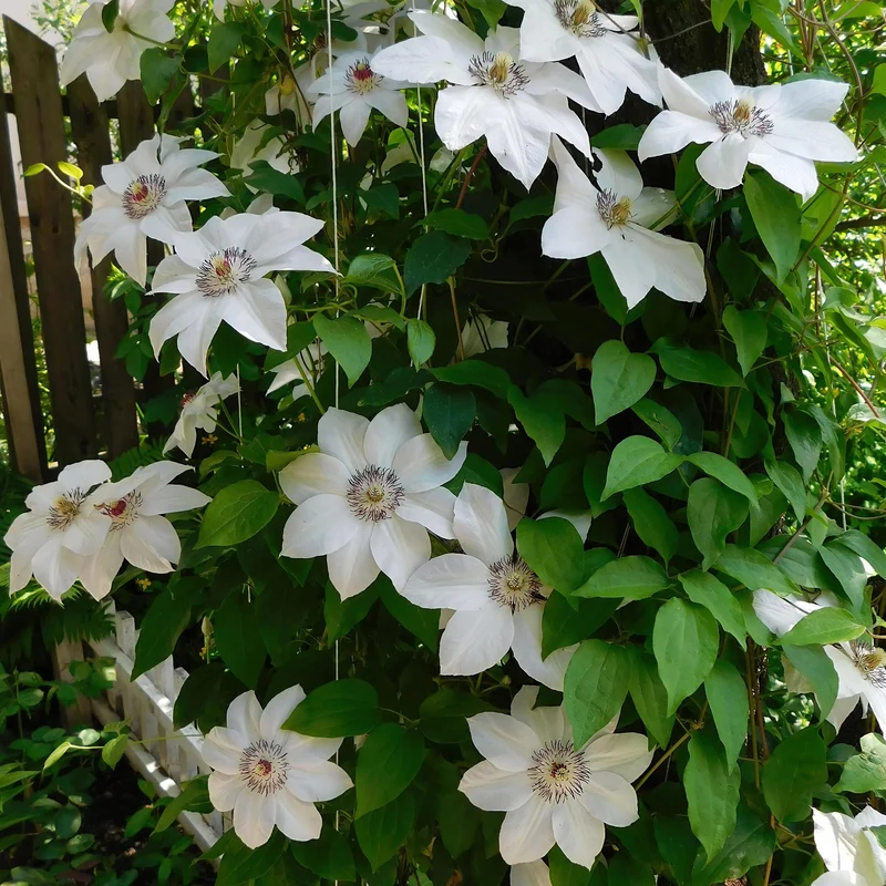 Kletterpflanze - Clematis Miss Bateman - Blüte Weiß - Wenig Pflege - 2 Pflanzen - Topf 11cm Höhe 40cm
