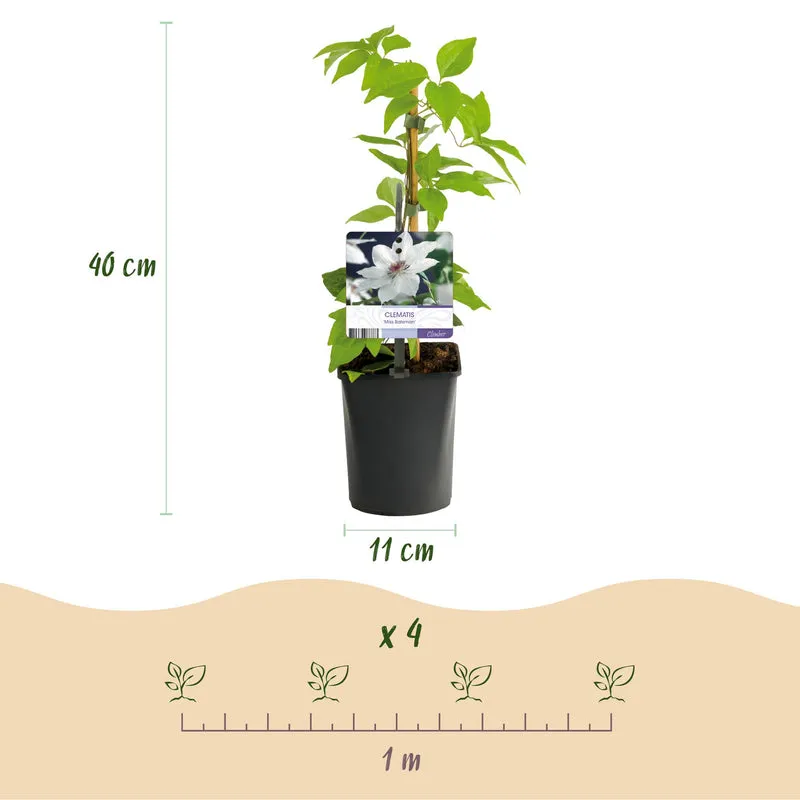 Kletterpflanze - Clematis Miss Bateman - Blüte Weiß - Wenig Pflege - 2 Pflanzen - Topf 11cm Höhe 40cm