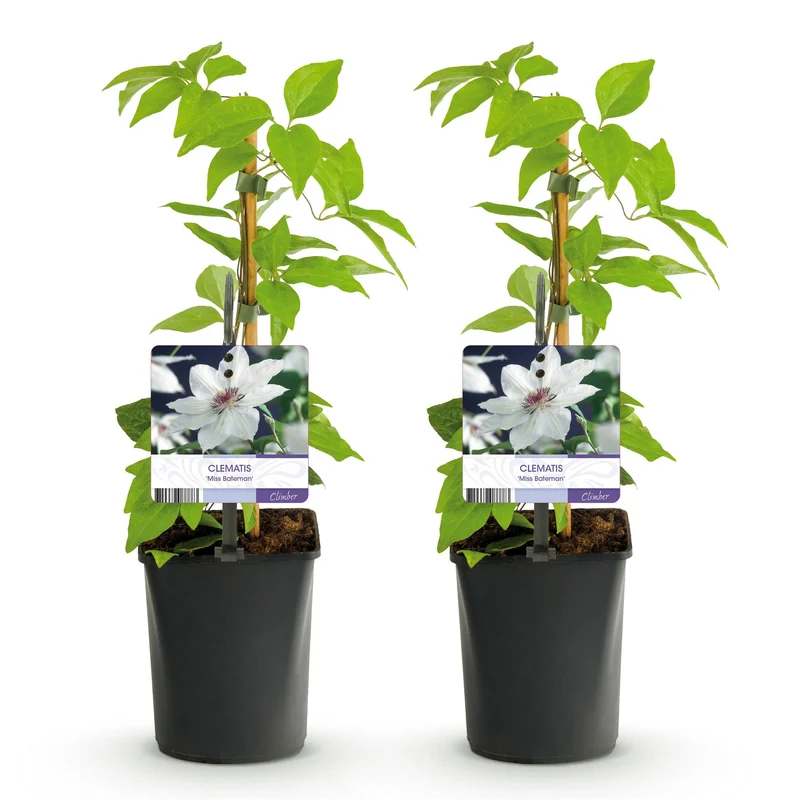 Kletterpflanze - Clematis Miss Bateman - Blüte Weiß - Wenig Pflege - 2 Pflanzen - Topf 11cm Höhe 40cm