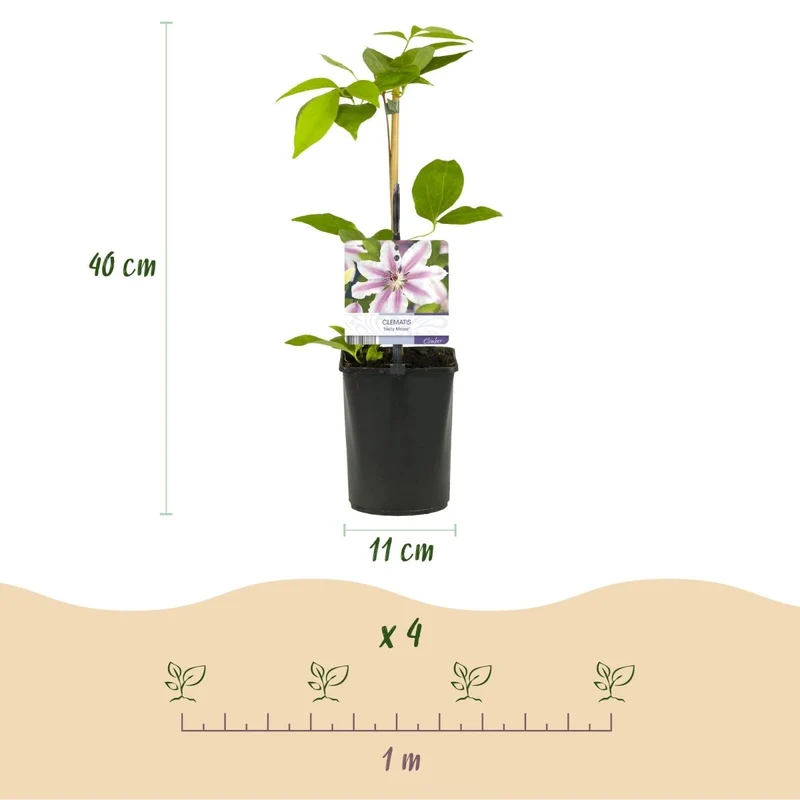 Kletterpflanze - Clematis Nelly Moser - Blüte Rosa - Wenig Pflege - 2 Pflanzen - Topf 11cm Höhe 40cm