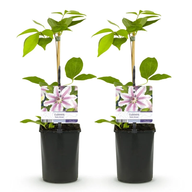 Kletterpflanze - Clematis Nelly Moser - Blüte Rosa - Wenig Pflege - 2 Pflanzen - Topf 11cm Höhe 40cm