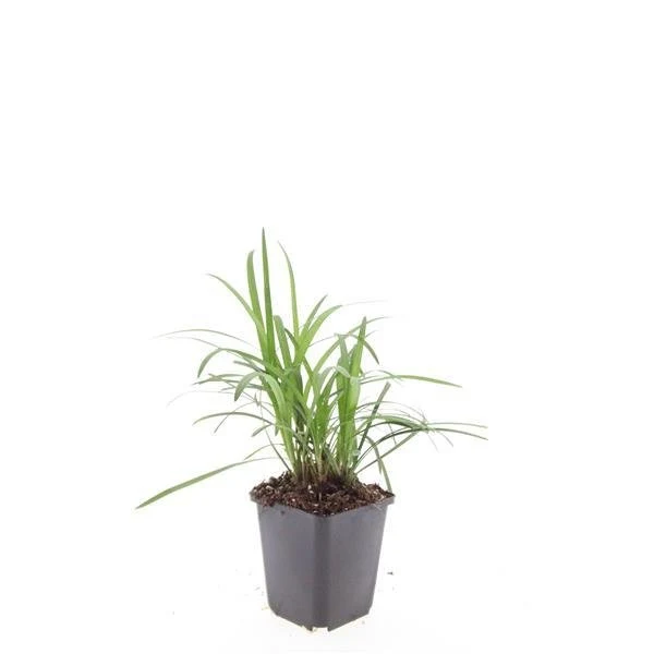 24x Liriope muscari ‘Monroe White’ - Höhe 10-25 cm - Ø 9 cm