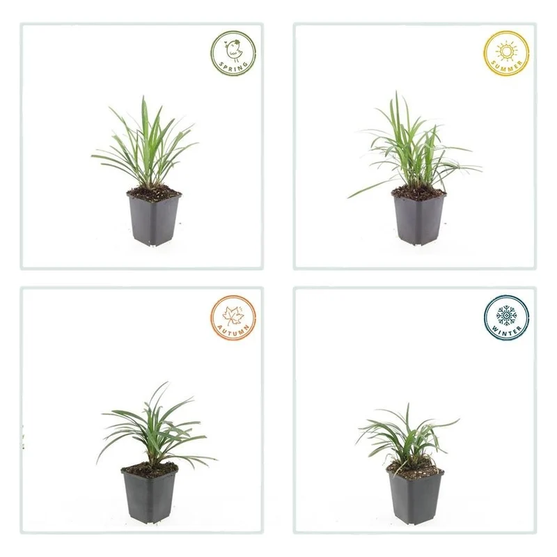 24x Liriope muscari ‘Monroe White’ - Höhe 10-25 cm - Ø 9 cm