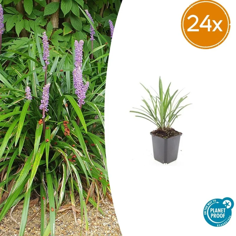 24x Liriope muscari ‘Ingwersen’ - Höhe 10-25 cm - Ø 9 cm