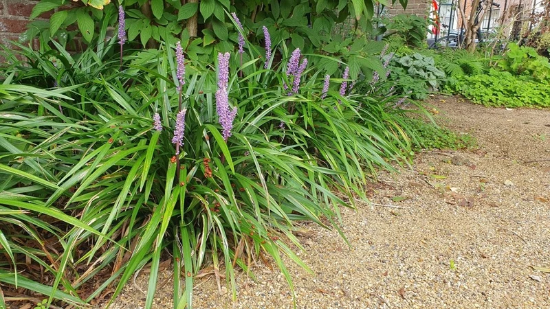 24x Liriope muscari ‘Ingwersen’ - Höhe 10-25 cm - Ø 9 cm