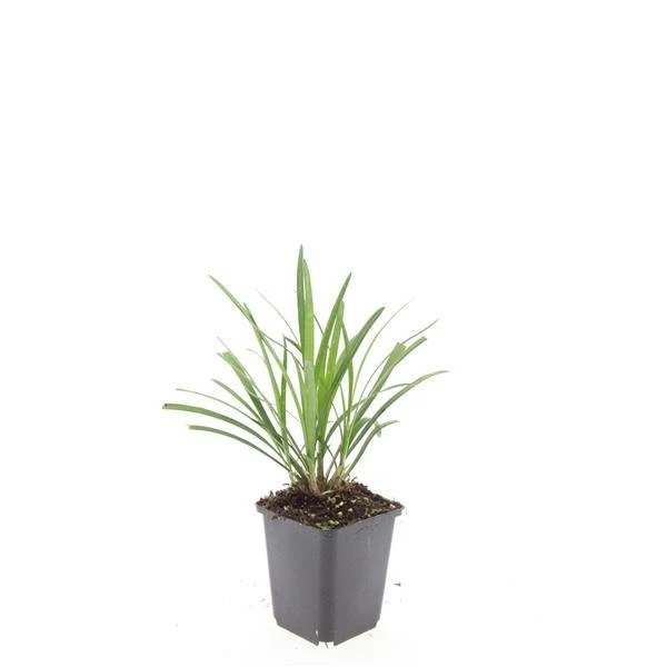 24x Liriope muscari ‘Ingwersen’ - Höhe 10-25 cm - Ø 9 cm