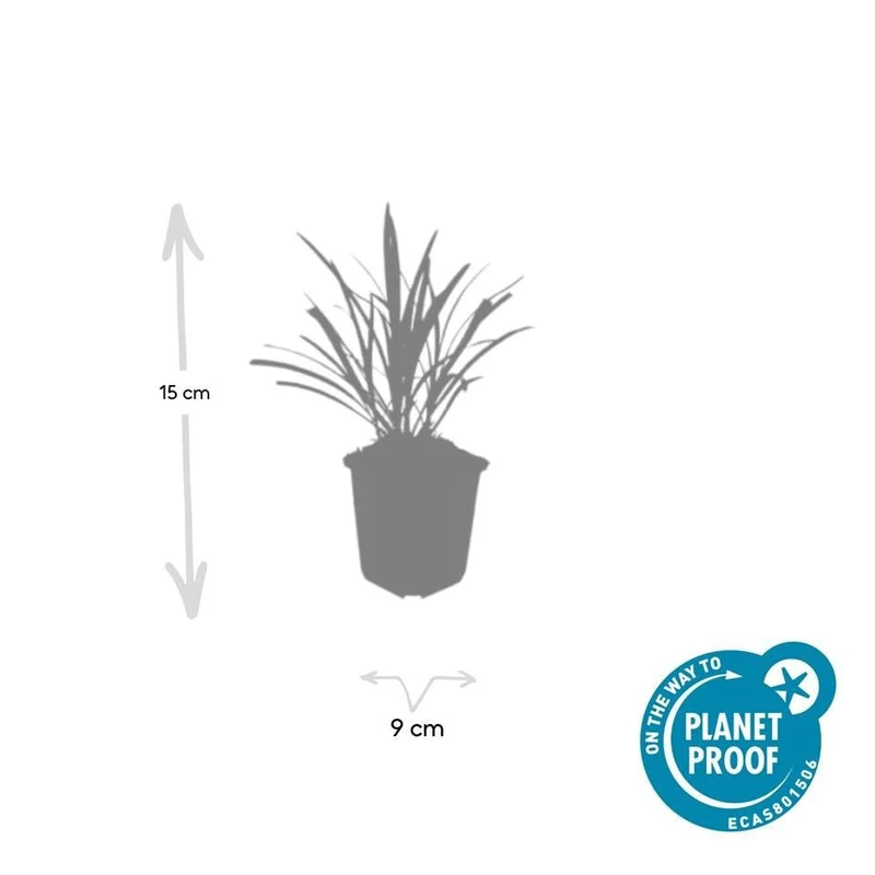 24x Liriope muscari ‘Ingwersen’ - Höhe 10-25 cm - Ø 9 cm