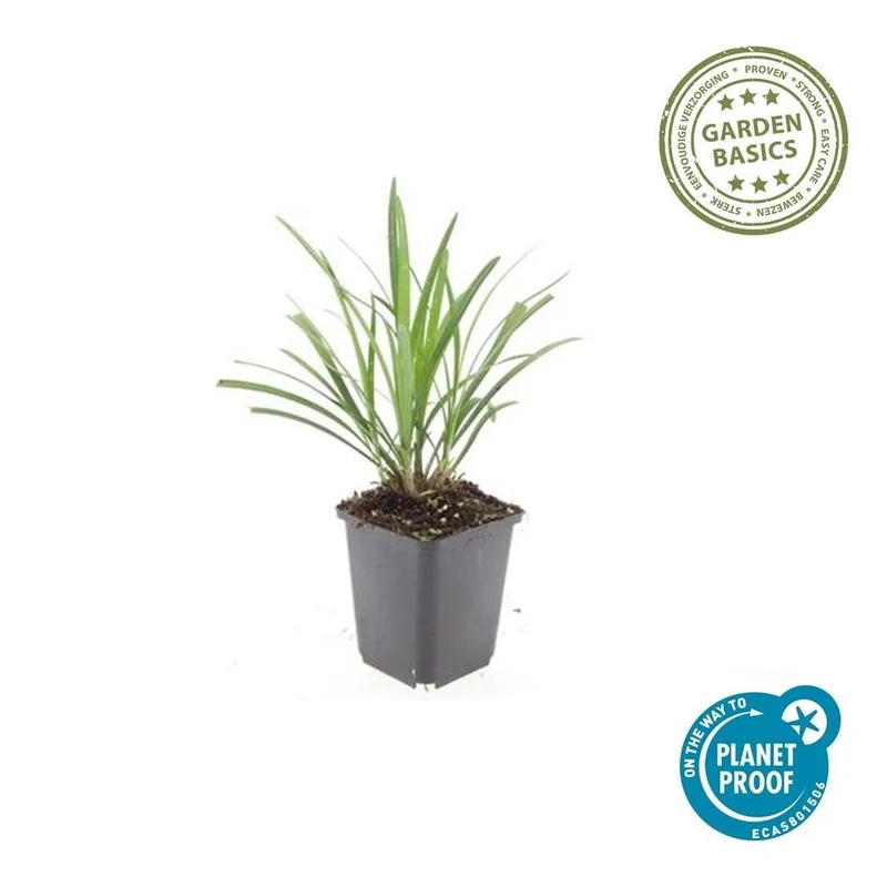 24x Liriope muscari ‘Ingwersen’ - Höhe 10-25 cm - Ø 9 cm