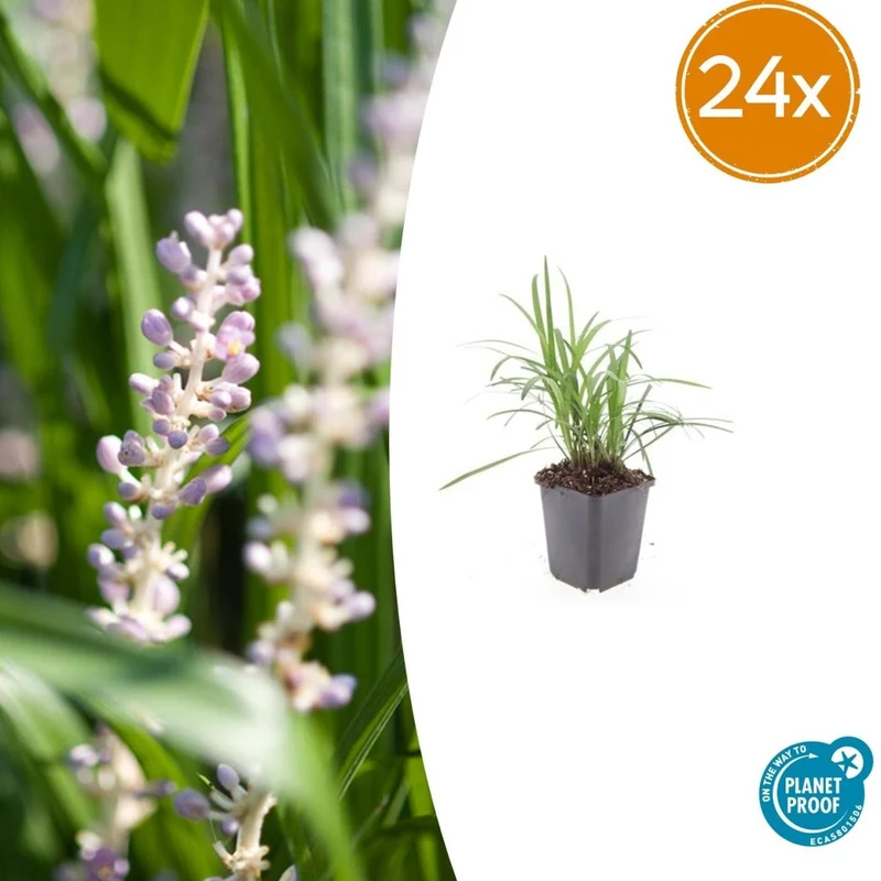 24x Lilientraube 'Moneymaker' kaufen – Liriope muscari | Immergrün, Höhe 10–25 cm