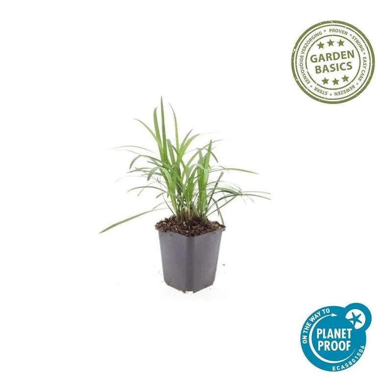 24x Lilientraube 'Moneymaker' kaufen – Liriope muscari | Immergrün, Höhe 10–25 cm