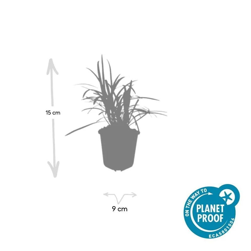 24x Lilientraube 'Moneymaker' kaufen – Liriope muscari | Immergrün, Höhe 10–25 cm