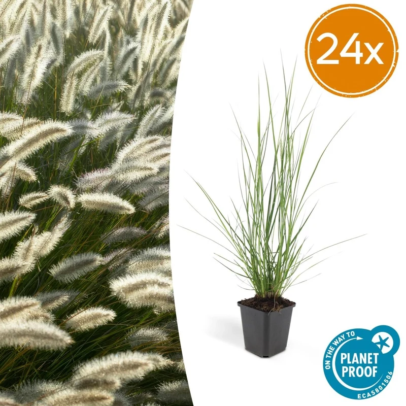 24x Pennisetum x advena rubrum 'Hameln' – Lampenputzergras für Beete & Kübel – Höhe 10–25 cm – Ø 9 cm