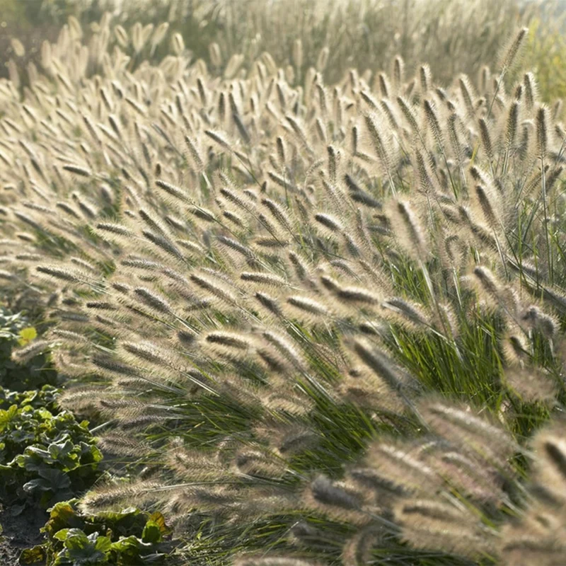 24x Pennisetum x advena rubrum 'Hameln' – Lampenputzergras für Beete & Kübel – Höhe 10–25 cm – Ø 9 cm