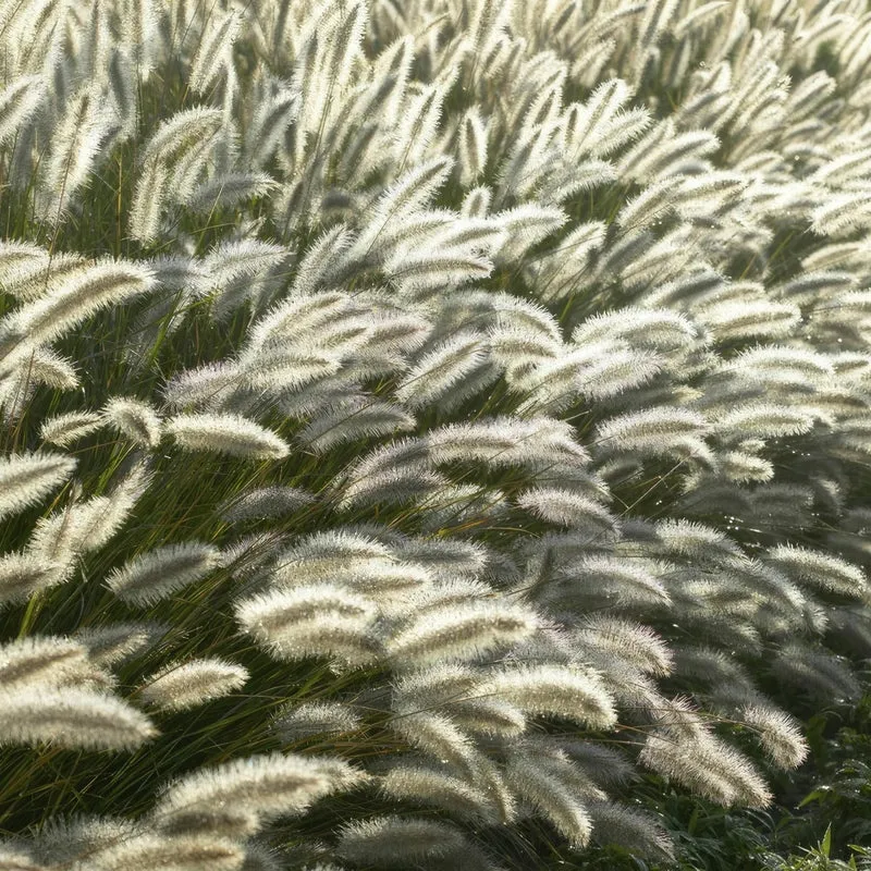 24x Pennisetum x advena rubrum 'Hameln' – Lampenputzergras für Beete & Kübel – Höhe 10–25 cm – Ø 9 cm