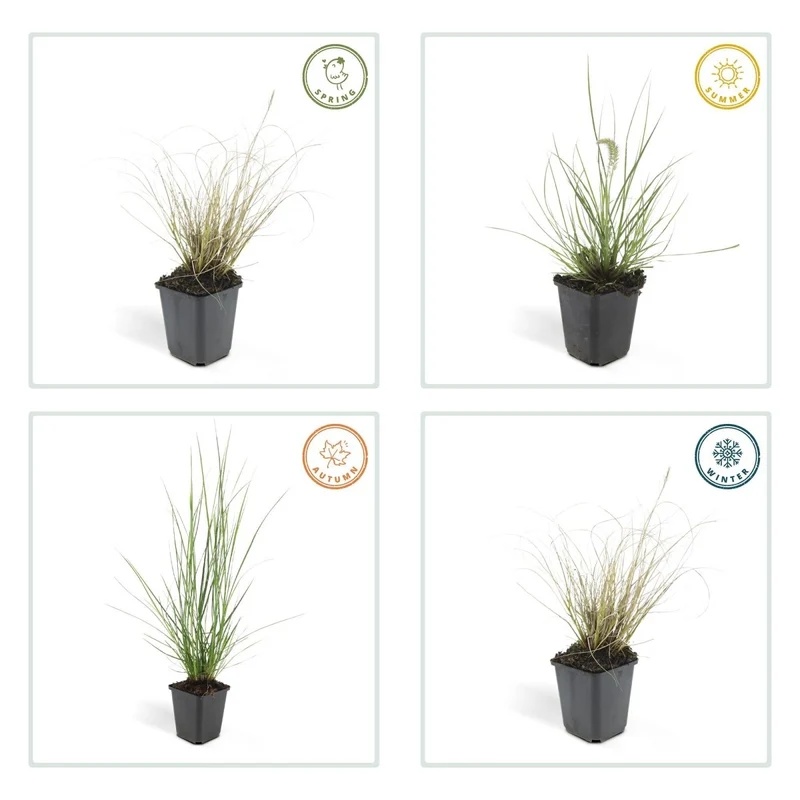 24x Pennisetum x advena rubrum 'Hameln' – Lampenputzergras für Beete & Kübel – Höhe 10–25 cm – Ø 9 cm
