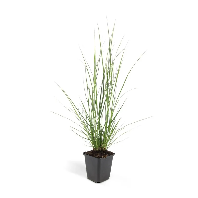 24x Pennisetum x advena rubrum 'Hameln' – Lampenputzergras für Beete & Kübel – Höhe 10–25 cm – Ø 9 cm