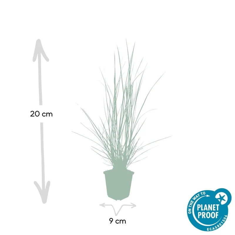 24x Pennisetum x advena rubrum 'Hameln' – Lampenputzergras für Beete & Kübel – Höhe 10–25 cm – Ø 9 cm