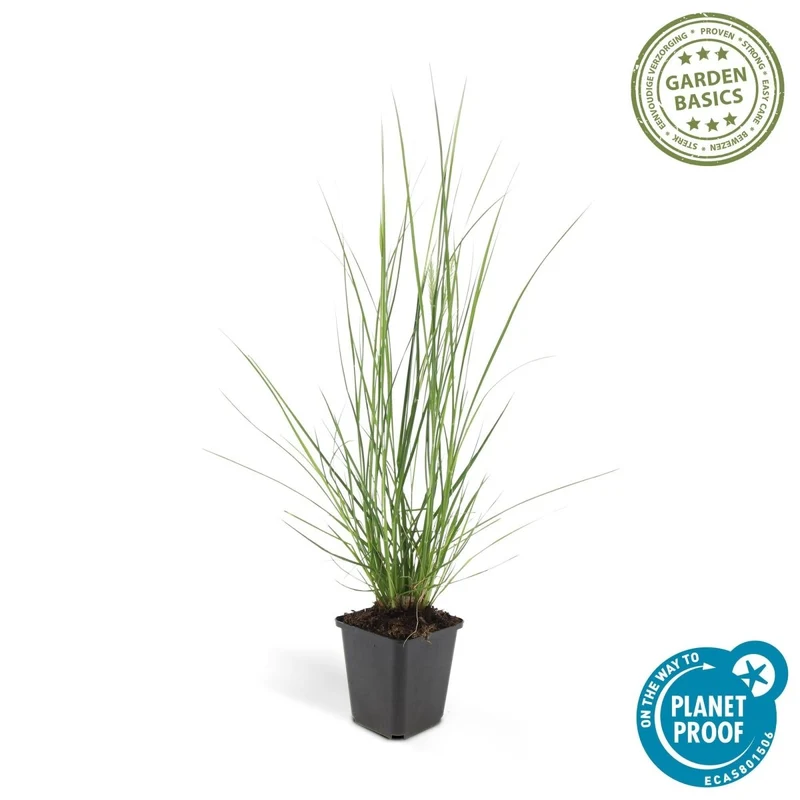 24x Pennisetum x advena rubrum 'Hameln' – Lampenputzergras für Beete & Kübel – Höhe 10–25 cm – Ø 9 cm