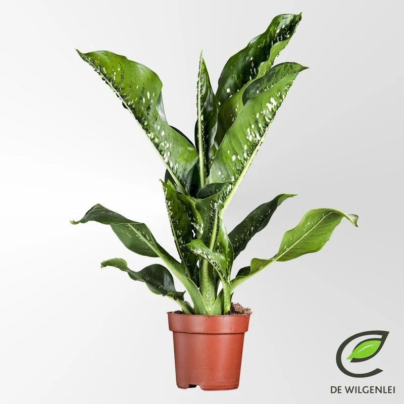 Dieffenbachia 'Caiman' kaufen – XL-Zimmerpflanze | ca. 75 cm, Ø 21 cm Topf