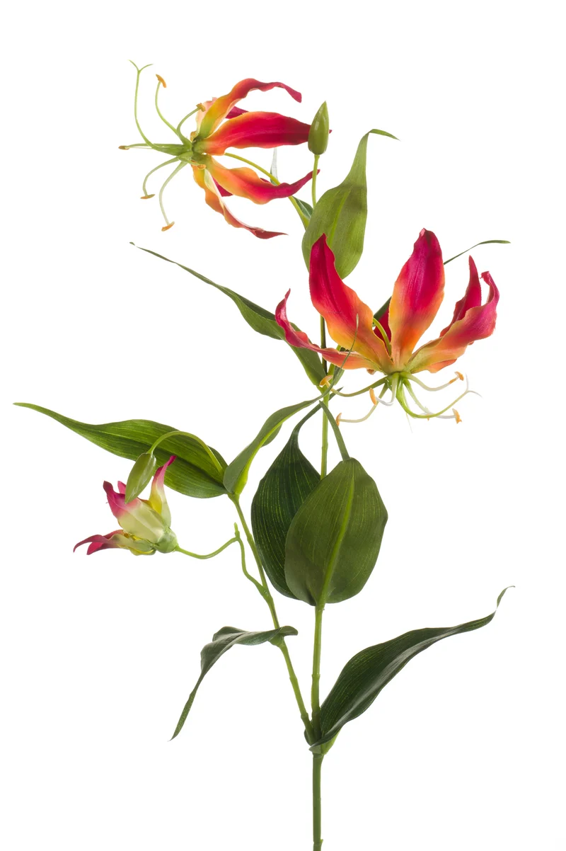 Ruhmeskrone künstlich 75 cm - 1 Stiel - Fuchsienrot / Gelb