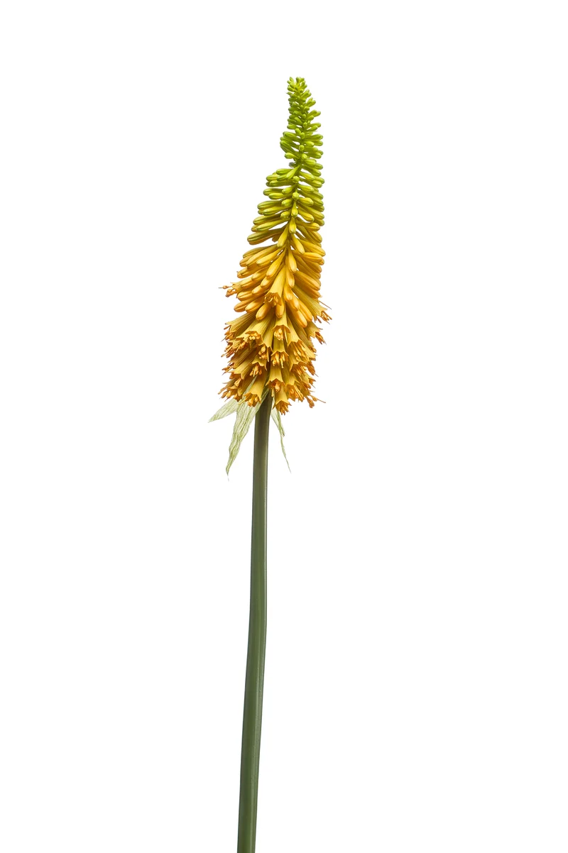 Kniphofia künstlich 85 cm - 1 Stiel - Gelb