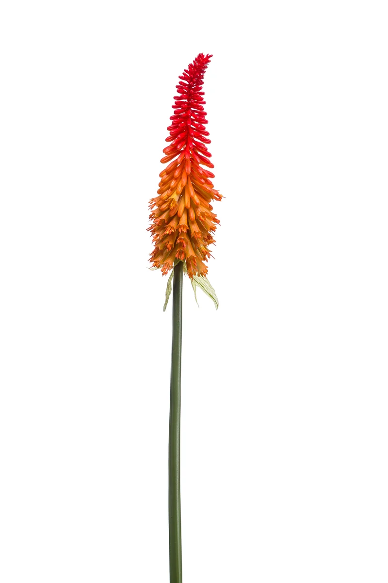 Kniphofia künstlich 85 cm - 1 Stiel - Orange/rot